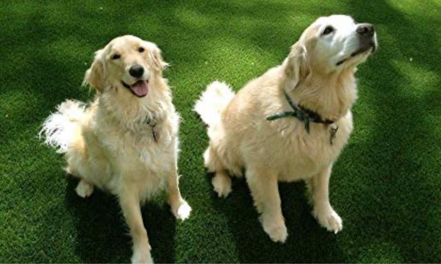 Rollo 2x5 m de Césped Artificial – 30 mm de altura