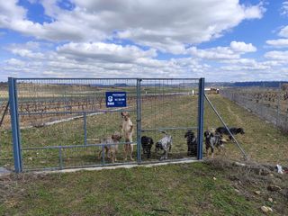 ALQUILER finca 2500m² con caballerizas. En CIGALES