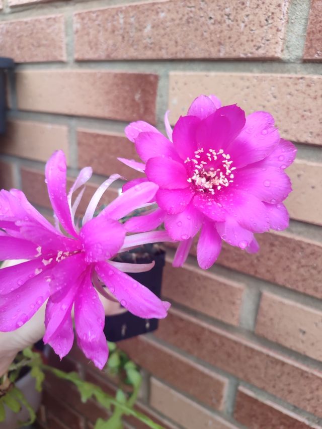 Cactus Lobivia pentlandii