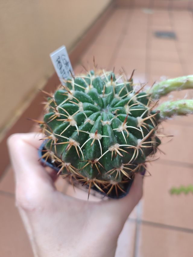 Cactus Lobivia pentlandii