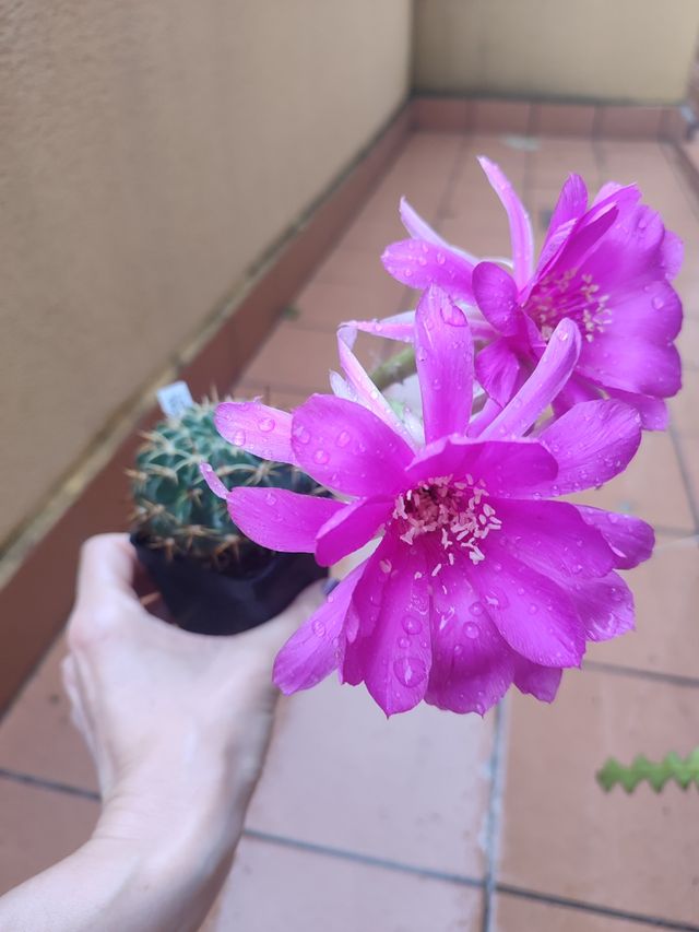 Cactus Lobivia pentlandii