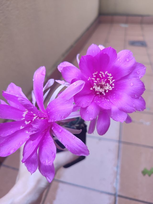 Cactus Lobivia pentlandii