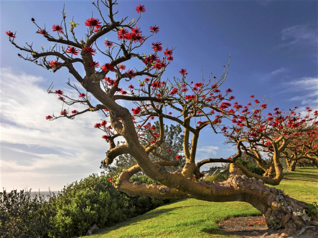 Plantón de ERYTHINA CAFFRA