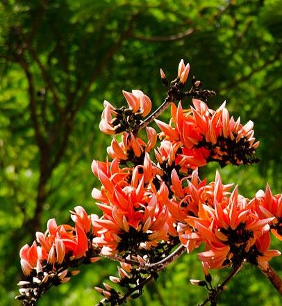 Plantón de ERYTHINA CAFFRA