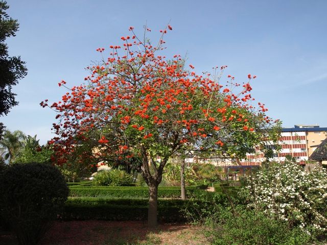Plantón de ERYTHINA CAFFRA