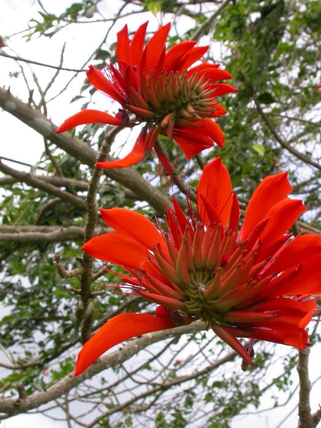 Plantón de ERYTHINA CAFFRA