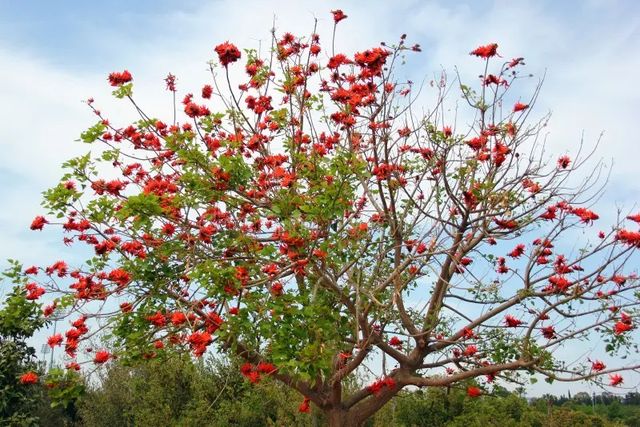 Plantón de ERYTHINA CAFFRA