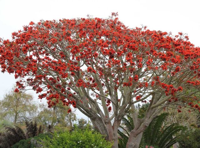 Plantón de ERYTHINA CAFFRA