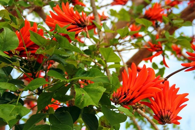 Plantón de ERYTHINA CAFFRA