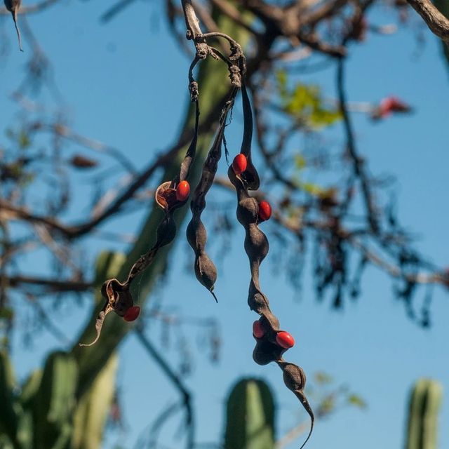 Plantón de ERYTHINA CAFFRA