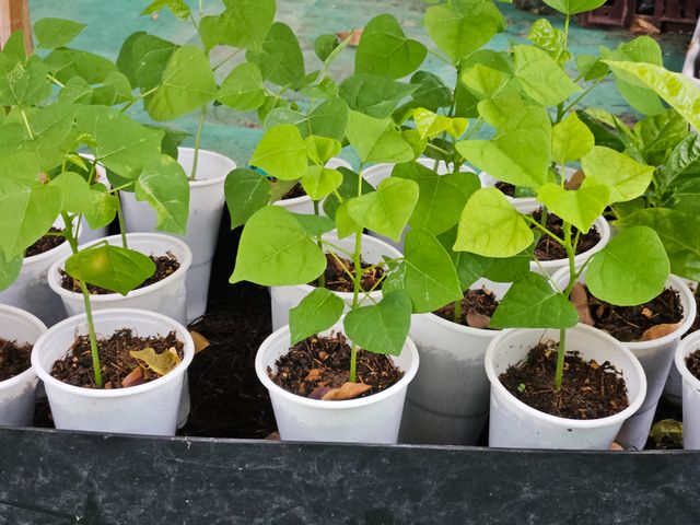 Plantón de ERYTHINA CAFFRA