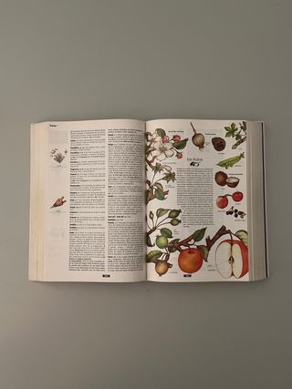Diccionario ilustrado de la lengua española