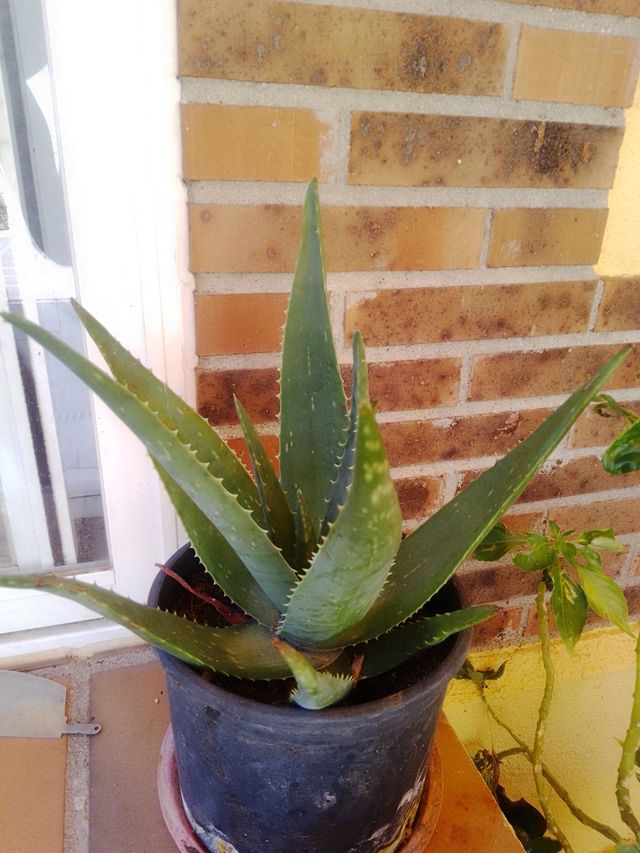Aloe vera planta