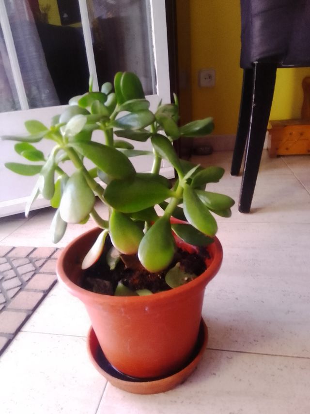 Planta Jade - Crassula ovata