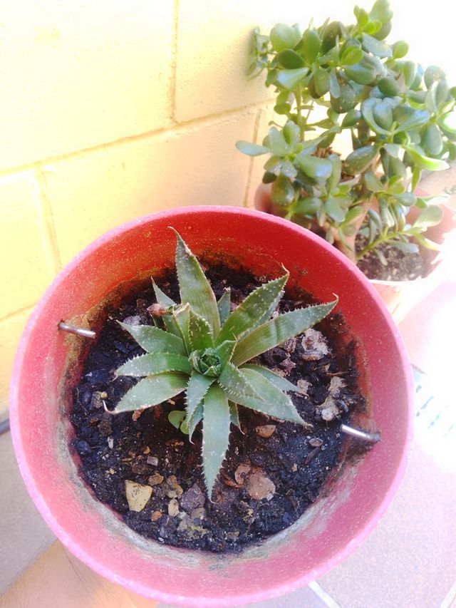 Aloe vera y planta suculenta