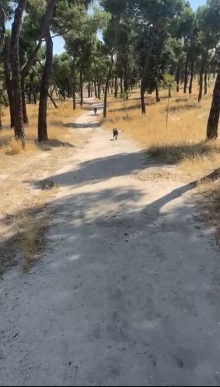Paseadora de perros