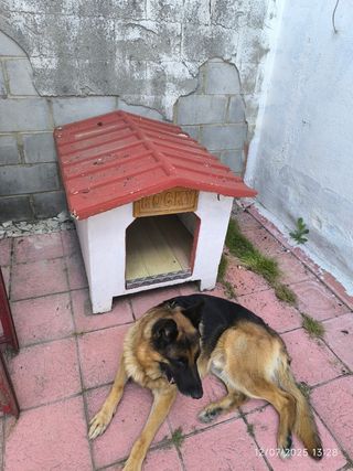 Caseta perro exterior - Rocky
