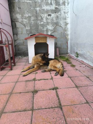 Caseta perro exterior - Rocky