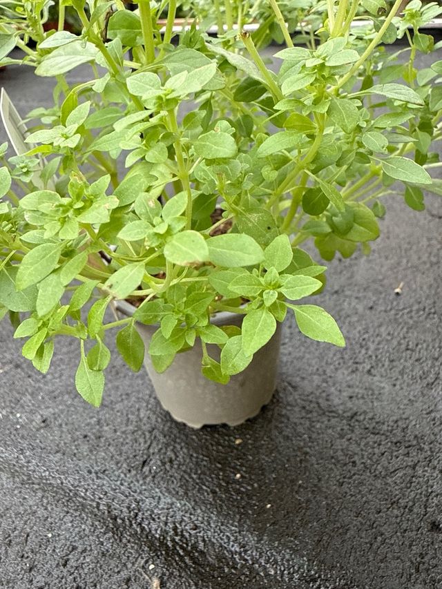 Maceta Albahaca - Planta aromática