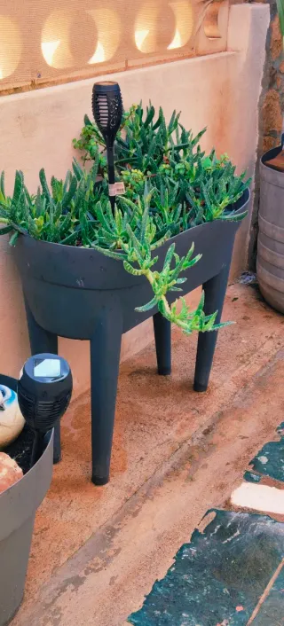 PLANTA UÑA DE GATO.