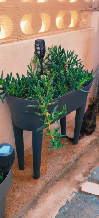 PLANTA UÑA DE GATO.