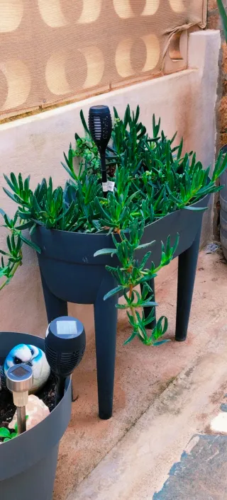 PLANTA UÑA DE GATO.