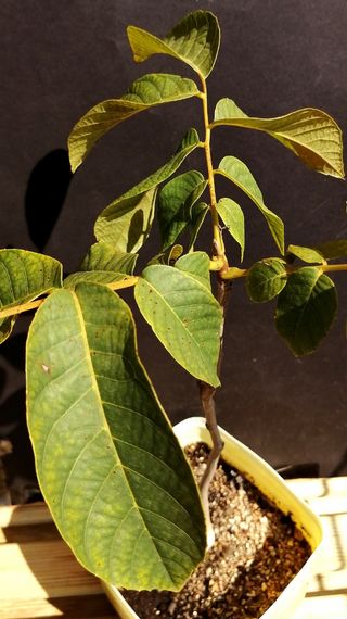 Albero di noce