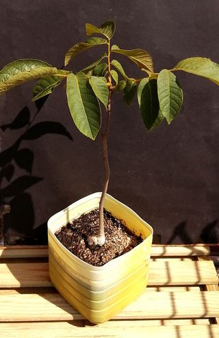 Albero di noce