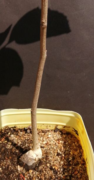 Albero di noce