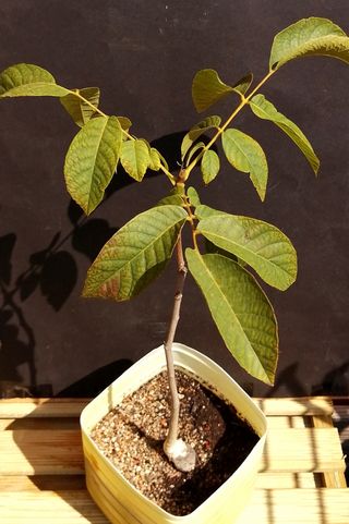 Albero di noce