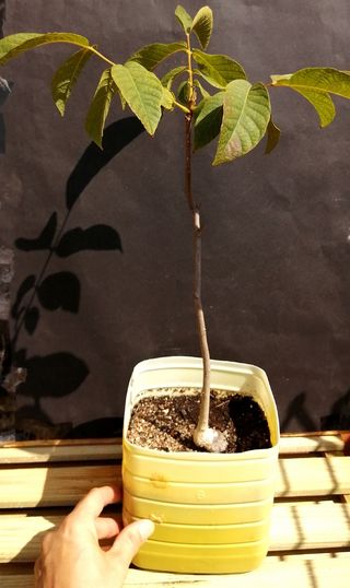 Albero di noce