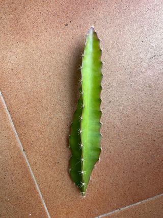 Esqueje Pitaya Hylocereus