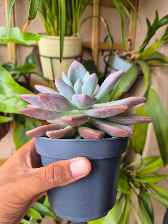 Graptoveria Opalina - Suculenta