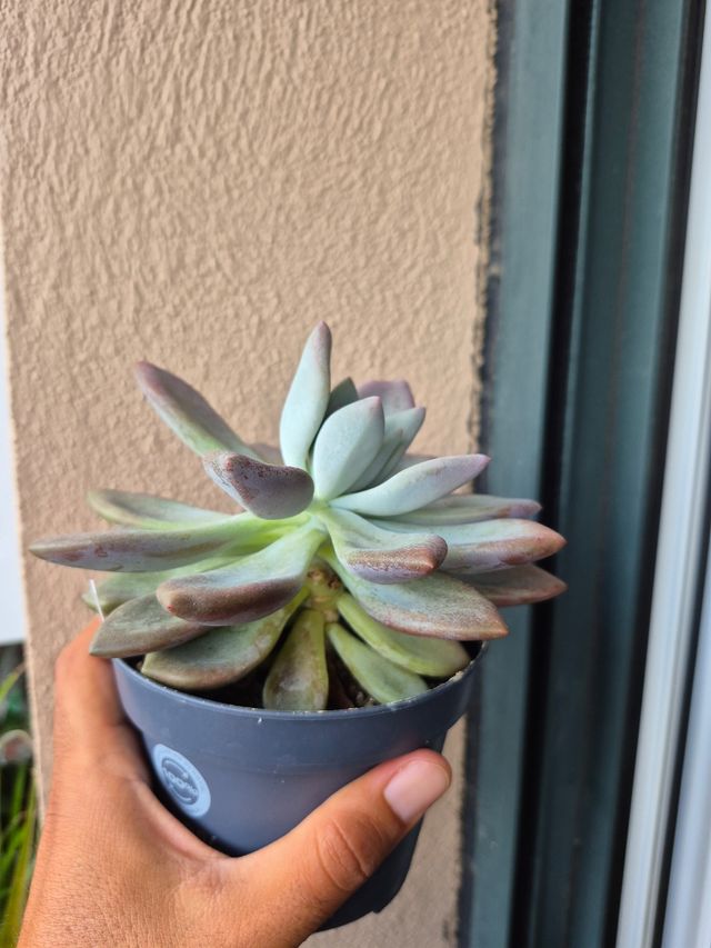 Graptoveria Opalina - Suculenta