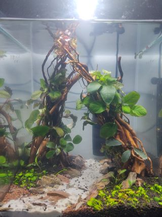 Troncos para acuario - montaje personalizado.