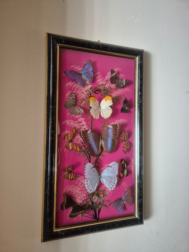 Quadro farfalle vere