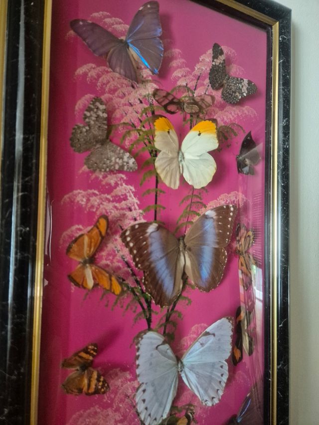 Quadro farfalle vere