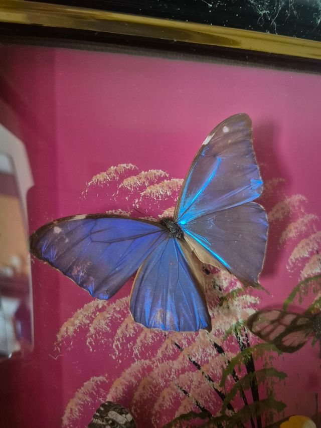 Quadro farfalle vere