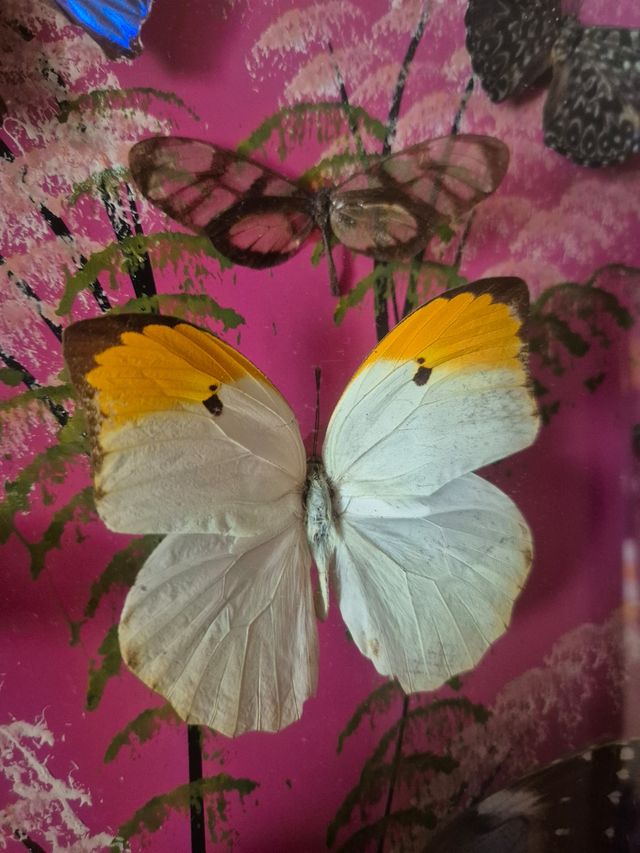 Quadro farfalle vere