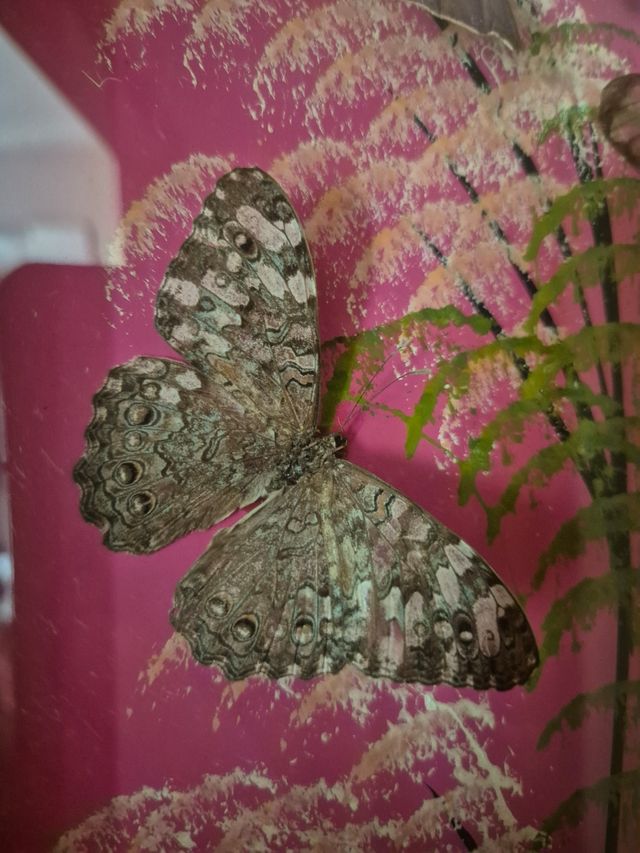 Quadro farfalle vere