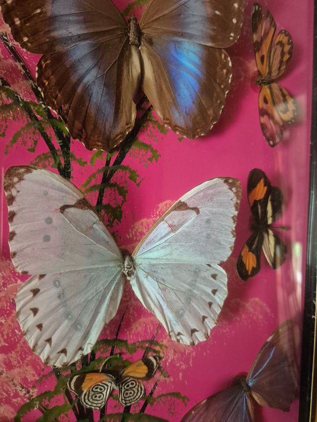 Quadro farfalle vere