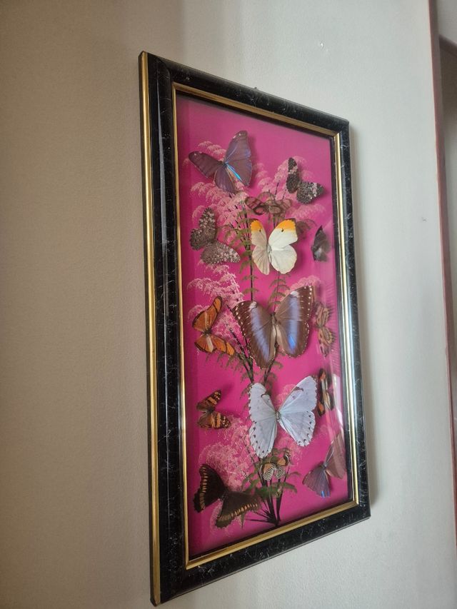 Quadro farfalle vere