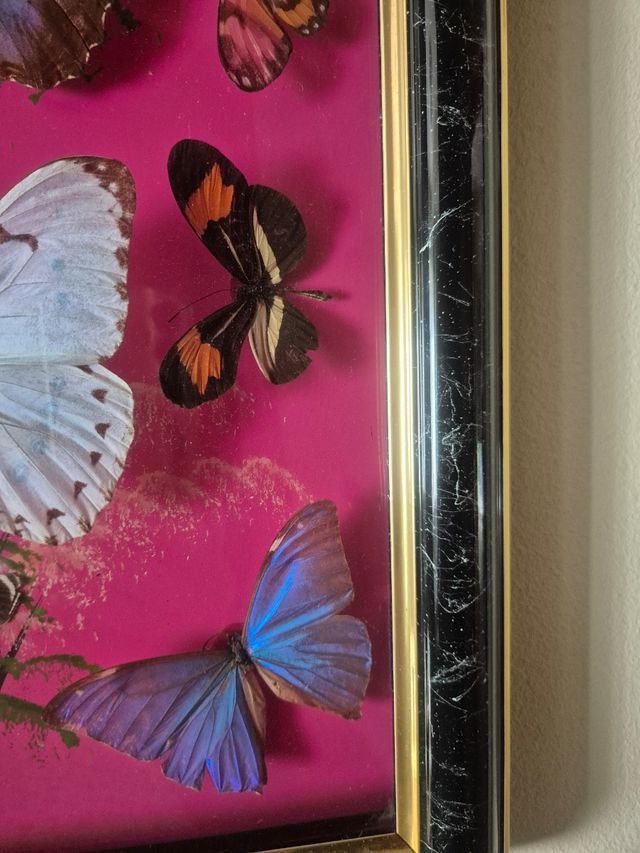 Quadro farfalle vere