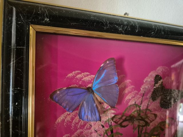 Quadro farfalle vere