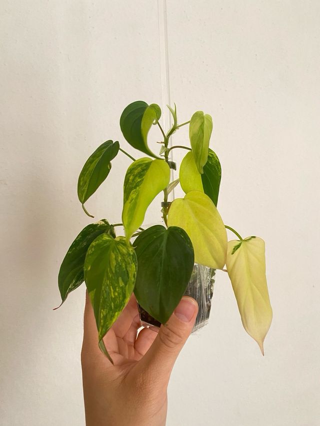 Philodendron Micans Variegata n.7