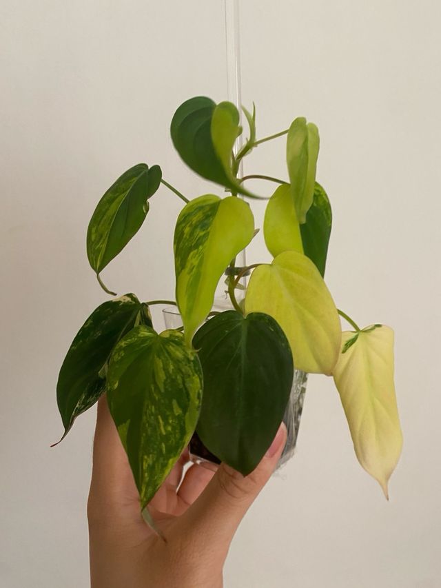 Philodendron Micans Variegata n.7