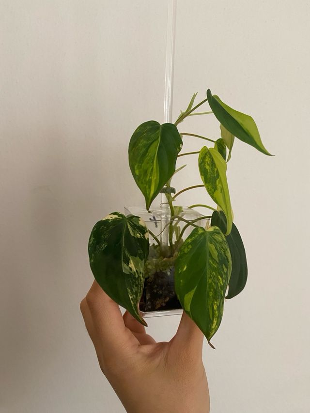 Philodendron Micans Variegata n.7