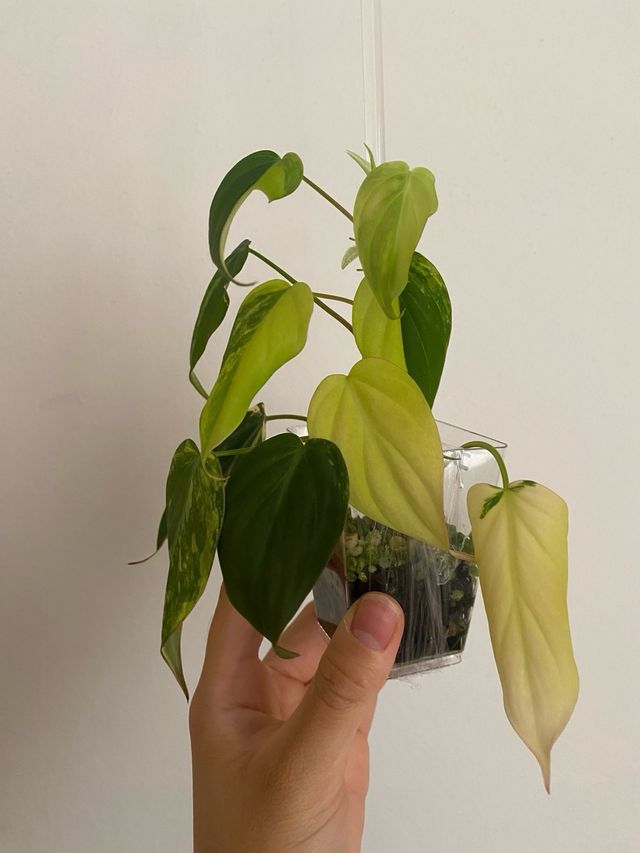 Philodendron Micans Variegata n.7