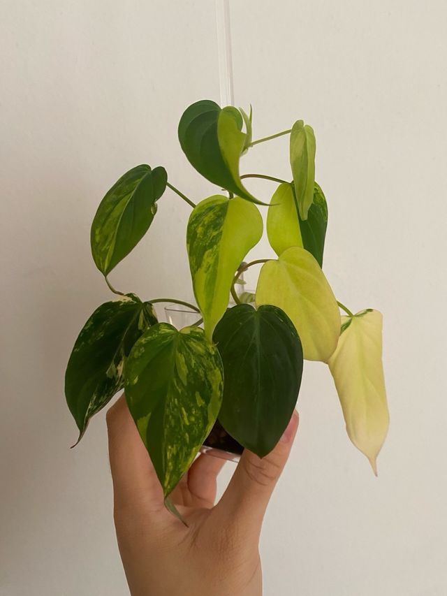 Philodendron Micans Variegata n.7