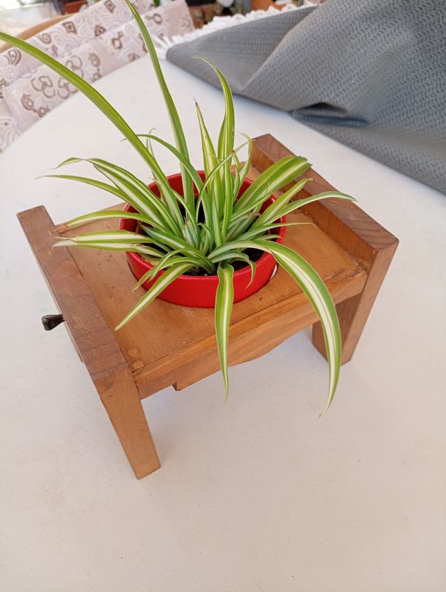 Macetero madera rojo - Soporte planta